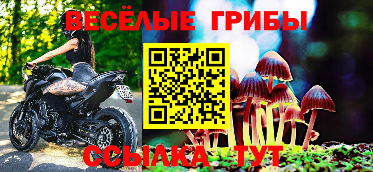 Псилоцибиновые грибы Psilocybine cubensis Вятские Поляны